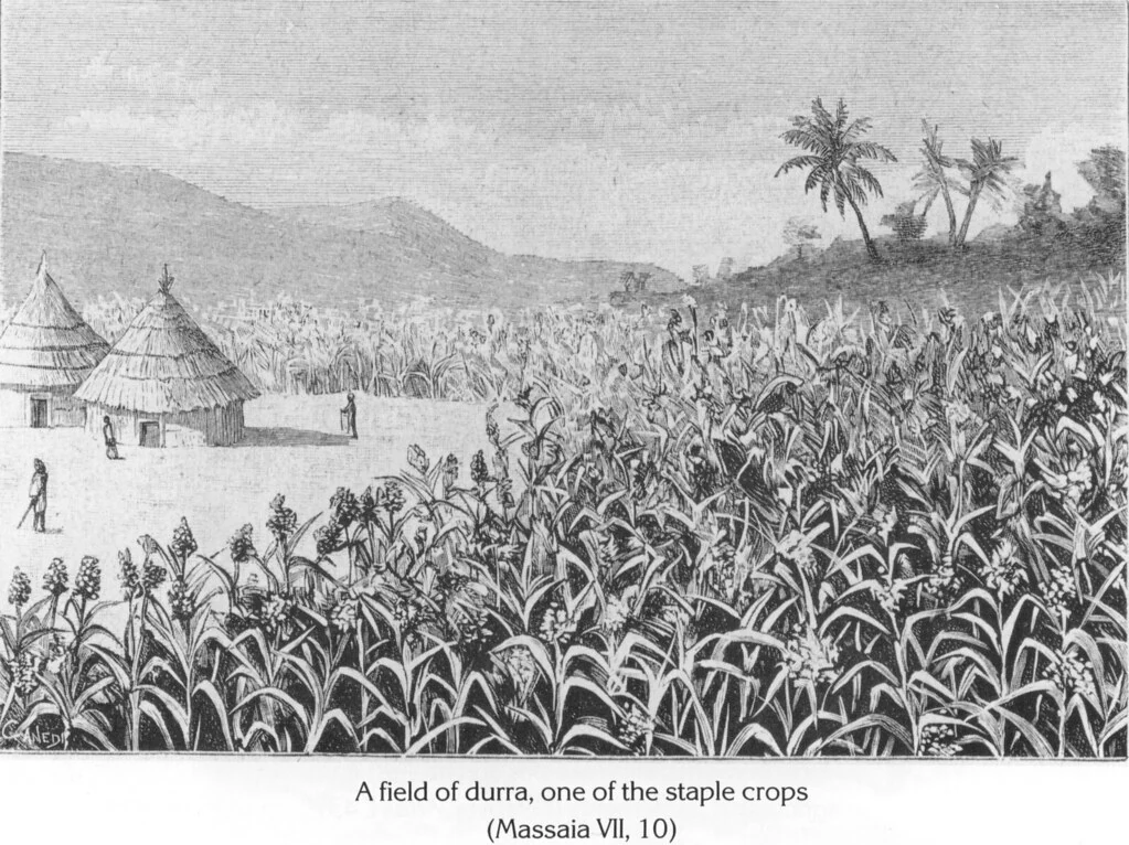 A field of durra, one of the staple crops