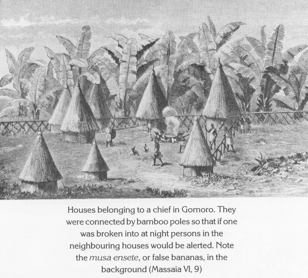 Houses belonging to a chief in Gomoro. They were connected by bamboo poles so that if one was broken into at night persons in the neighbouring houses would be alerted. Note the musa ensete, or false bananas, in the background (Massaia VI, 9)