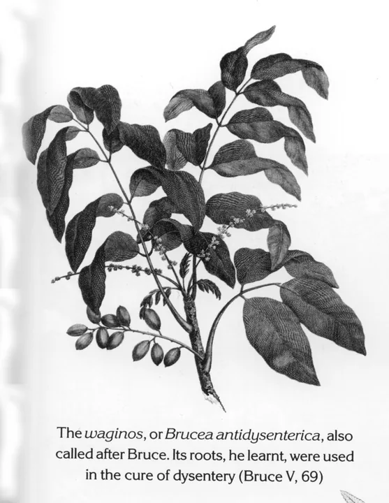 The waginos, or Brucea antidysenterica, also called after Bruce. Its roots, he learnt, were used in the cure of dysentery (Bruce V, 69)