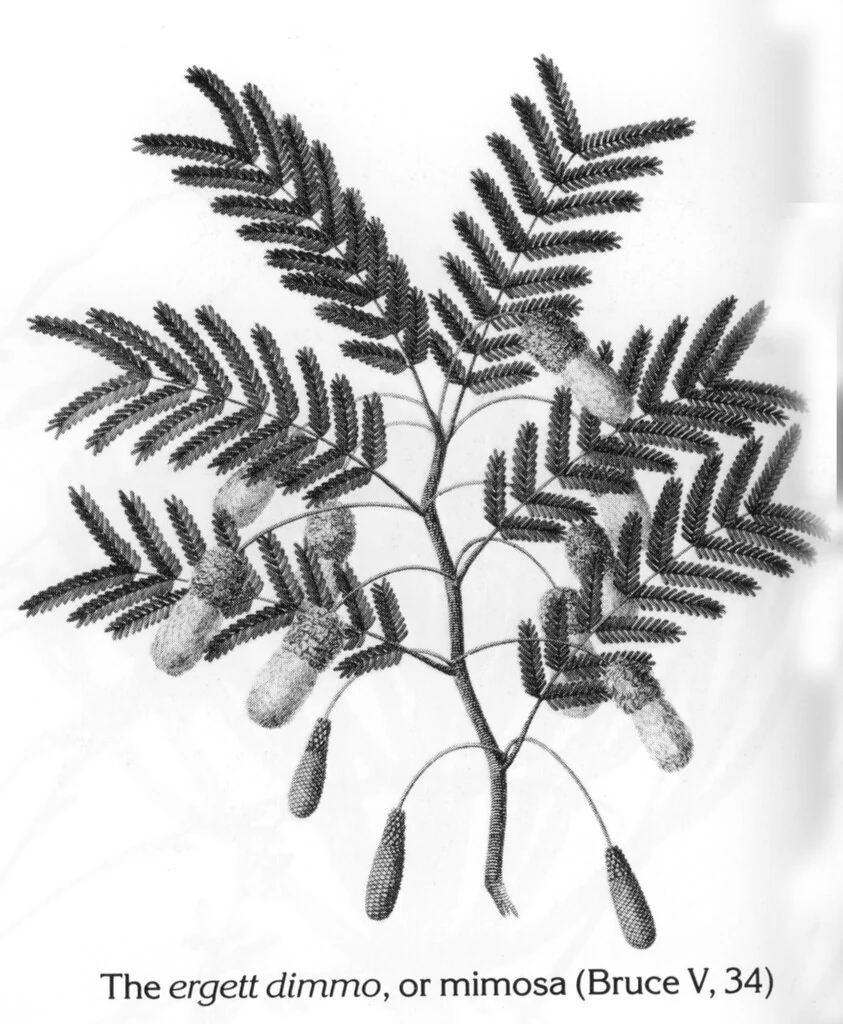 The ergett dimmo, or mimosa (Bruce V, 34)