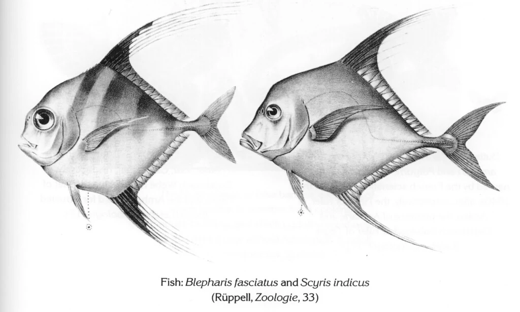 Fish: Blepharis fasciatus and Scyris indicus (Rüppell, Zoologie, 33)