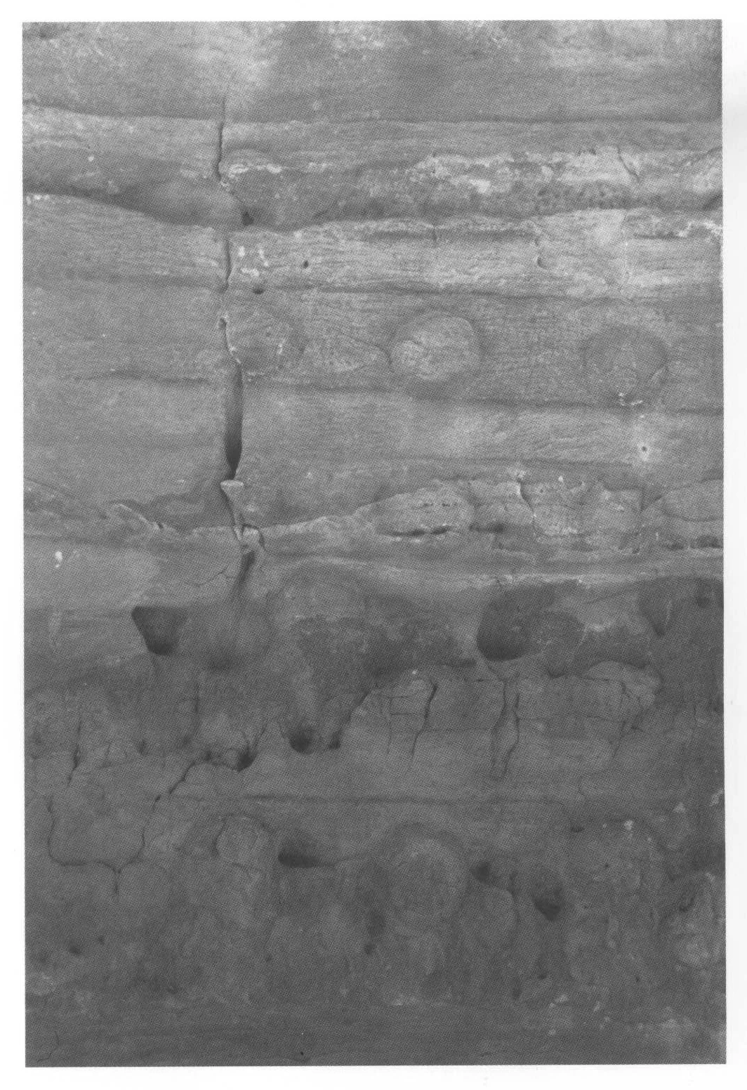154 Maryam Debra Tsion, part of the exterior north façade, carved with representations of horizontal beams and monkey-heads, 2006.