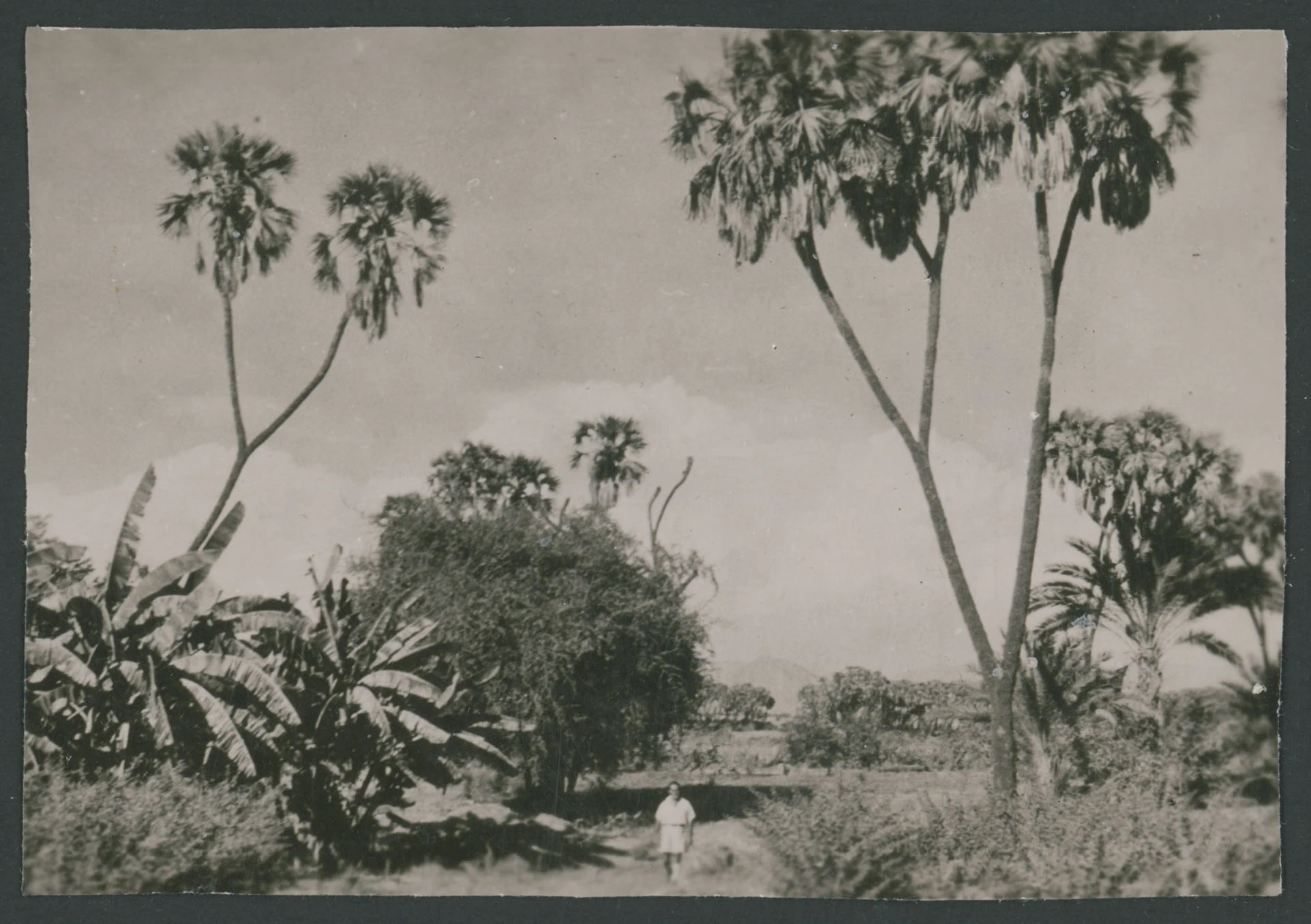 Pesaggio con vegetazione ad Elaberet in Eritrea
1 provino fotografico : gelatina a sviluppo
Titolo ricavato da nota manoscritta sul verso
Nota manoscritta sul verso: Elaberet; 5