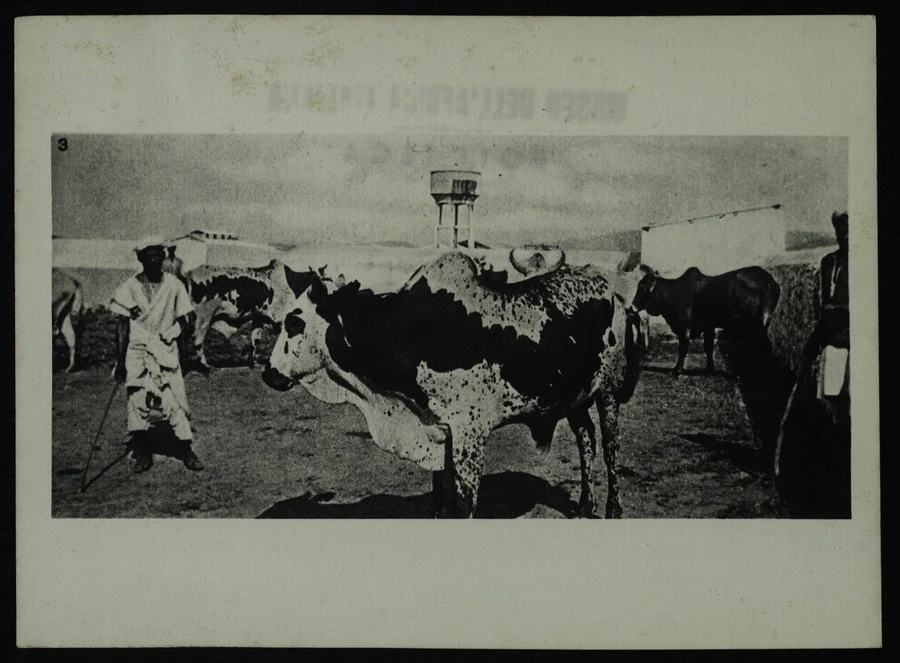 Tessenei. Concorso zootecnico eritreo. 1938