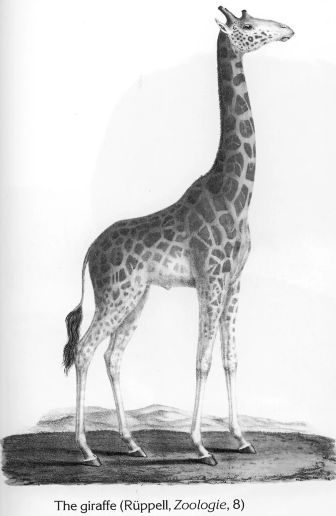 The giraffe (Rüppell, Zoologie, 8)