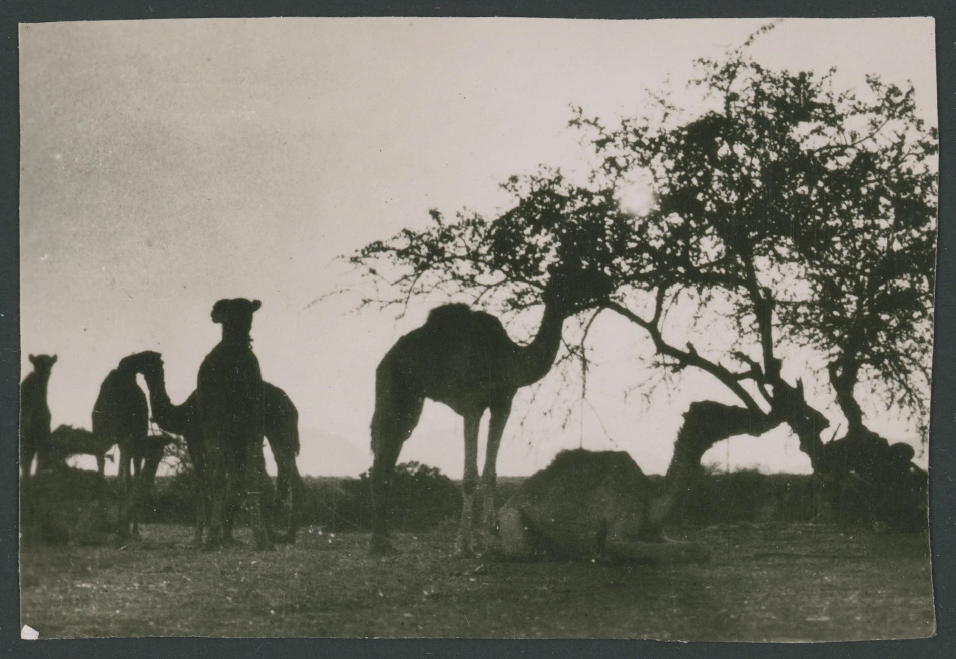 Gruppo di dromedari a Tessenei in Eritrea
1 provino fotografico : gelatina a sviluppo
Titolo ricavato da nota manoscritta sul verso
Nota manoscritta sul verso: Tessenei; 010
Scritta su carta fotografica sul verso: Velox