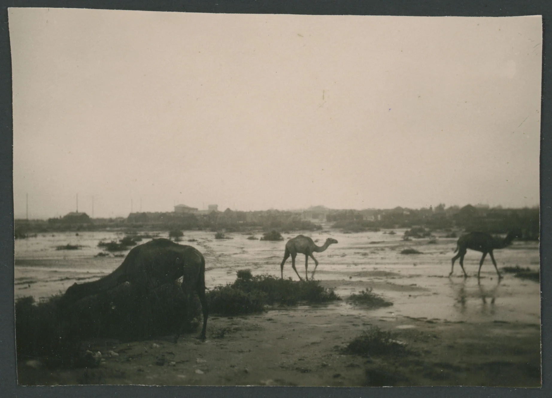 Paesaggio con dromedari ad Agordat in Eritrea
1 provino fotografico : gelatina a sviluppo
Titolo ricavato da nota manoscritta sul verso
Nota manoscritta sul verso: Agordat