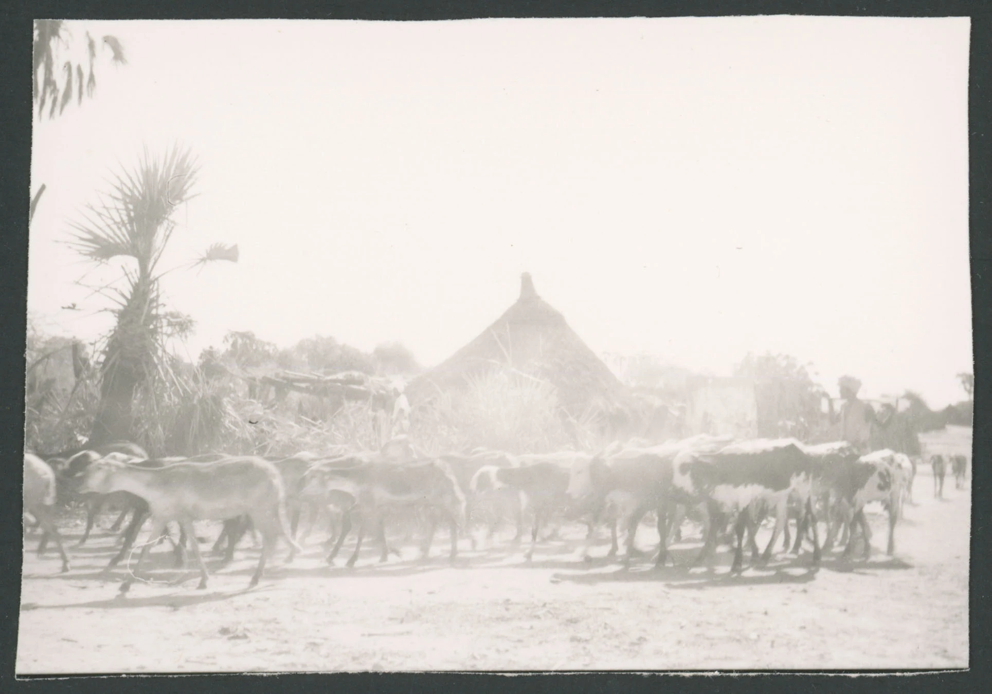 Mandria di bovini davanti a dei tucul ad Asmara in Eritrea
1 provino fotografico : gelatina a sviluppo
Titolo attribuito dal catalogatore, desunto da foto 293