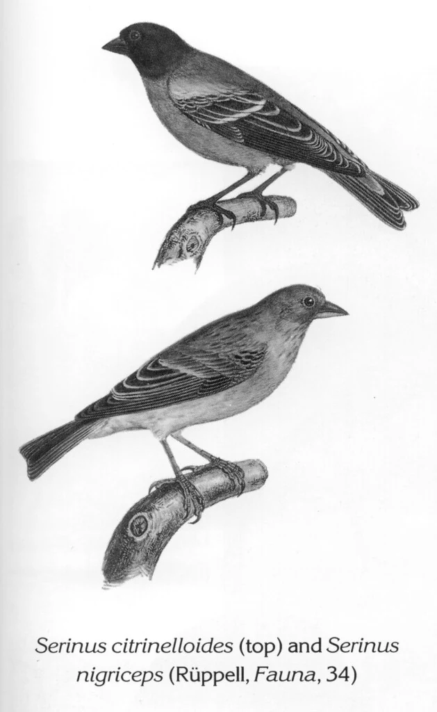 Serinus citrinelloides (top) and Serinus nigriceps (Rüppell, Fauna, 34)