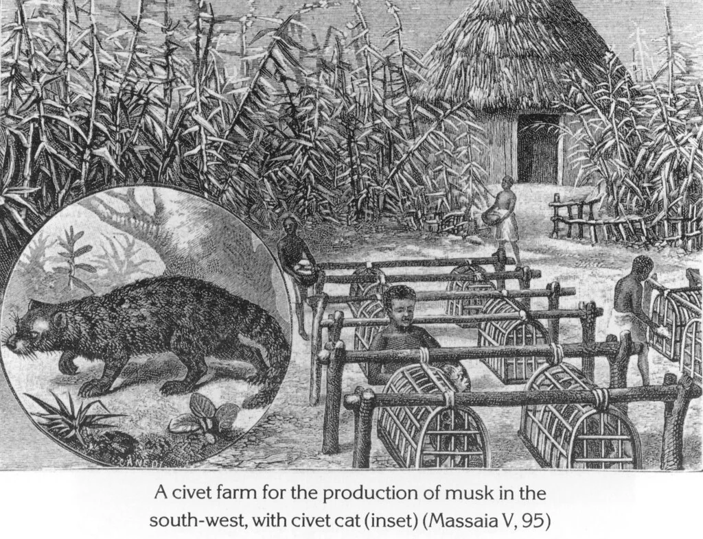 A civet farm for the production of musk in the south-west, with civet cat (inset) (Massaia V, 95)