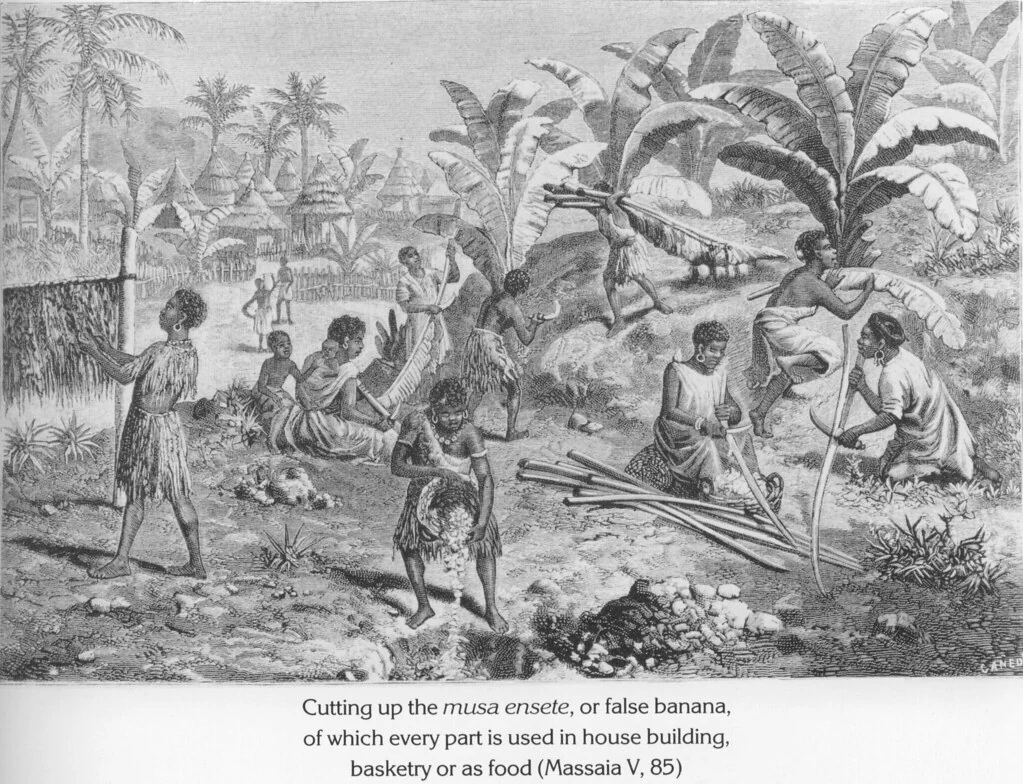 Cutting up the musa ensete, or false banana, of which every part is used in house building, basketry or as food (Massaia V, 85)