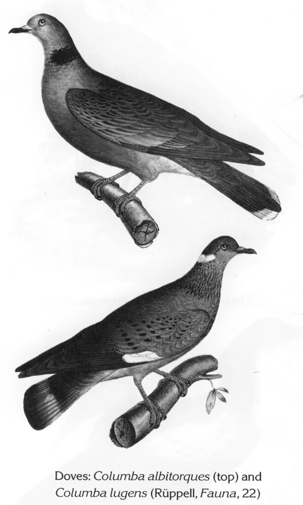 Doves: Columba albitorques (top) and Columba lugens (Rüppell, Fauna, 22)