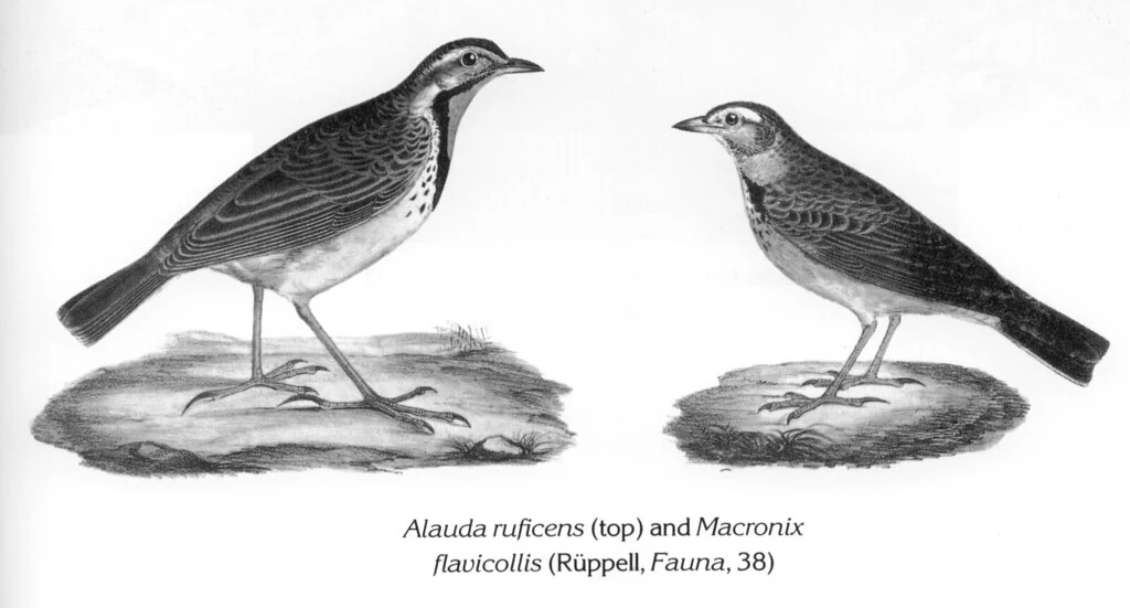Alauda ruficens (top) and Macronix flavicollis (Rüppell, Fauna, 38)
