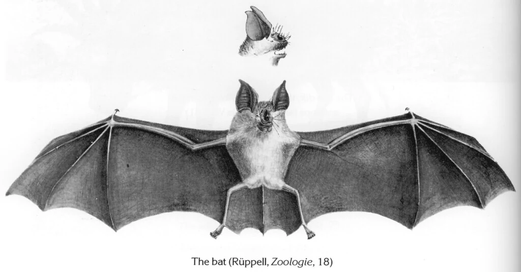 The bat (Rüppell, Zoologie, 18)