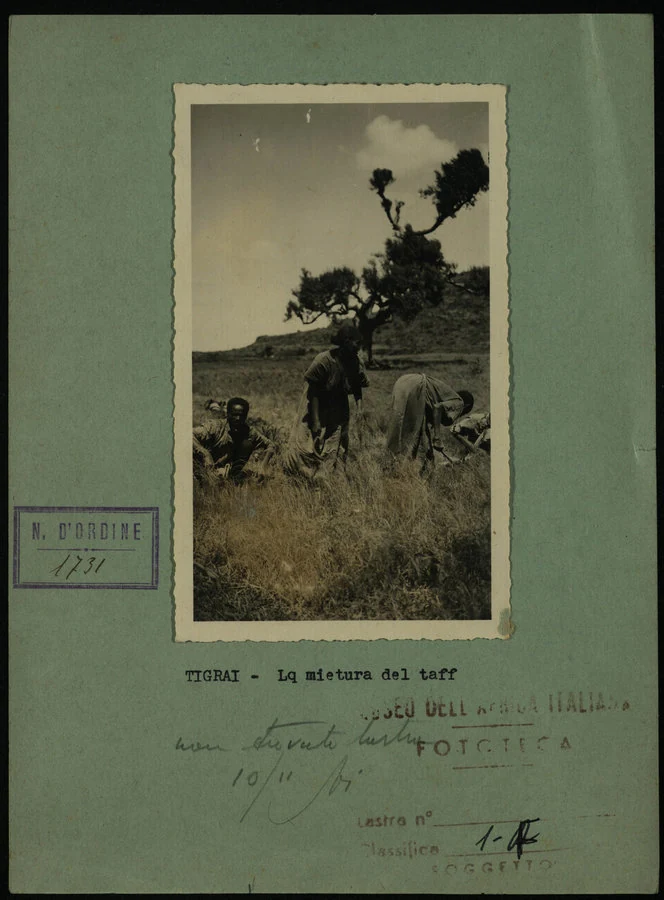 Tigrai. La mietitura del taff