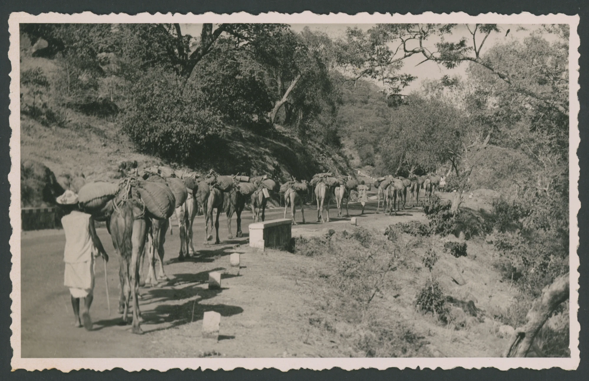 Carovana di dromedari lungo una strada (Eritrea)
1 fotografia : gelatina a sviluppo
Titolo attribuito dal catalogatore
Timbro sul verso: Foto Fiorentini Massaua