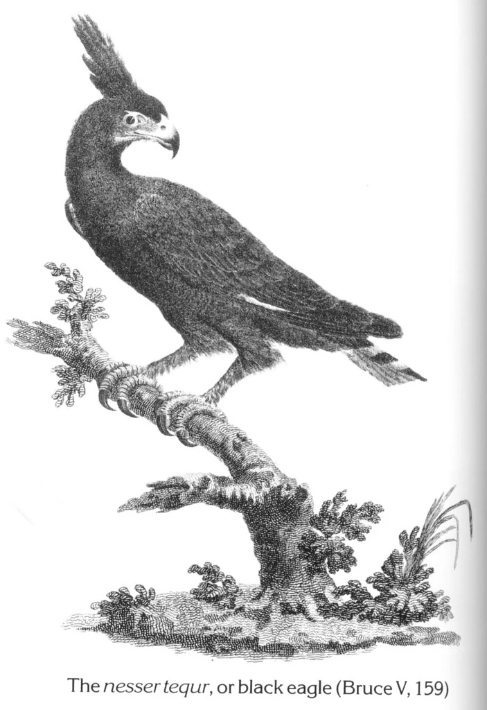 The nesser tequr, or black eagle (Bruce V, 159)