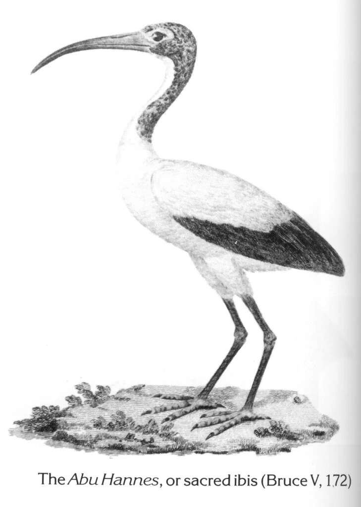 The Abu Hannes, or sacred ibis (Bruce V, 172)