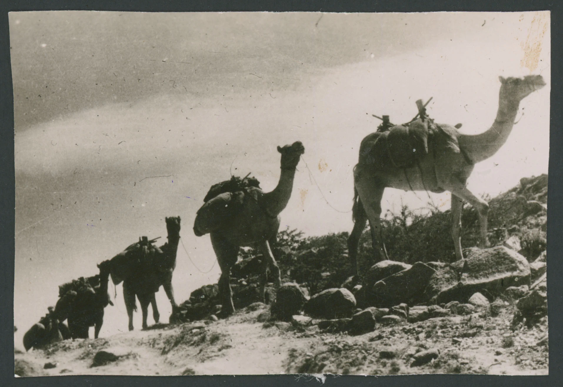 Carovana di dromedari a Tessenei in Eritrea
1 provino fotografico : gelatina a sviluppo
Titolo ricavato da nota manoscritta sul verso
Nota manoscritta sul verso: Tessenei
