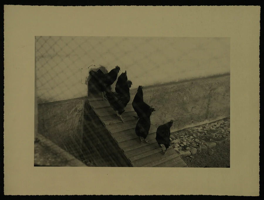 Stabilimento avicolo "Ardizio" a Mai Habar. Il campo e la stazione di bonifica. Visita di S.E. Daodiace. 1938