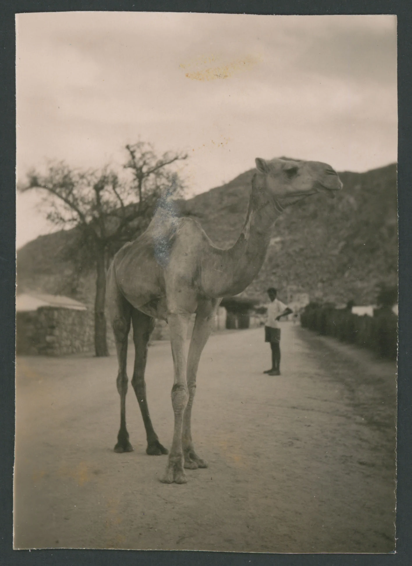 Dromedario in primo piano a Tessenei in Eritrea
1 provino fotografico : gelatina a sviluppo
Titolo ricavato da nota manoscritta sul verso
Nota manoscritta sul verso: Tessenei