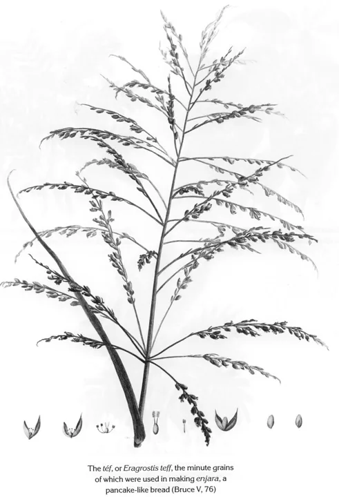 The téf, or Eragrostis teff, the minute grains of which were used in making enjara, a pancake-like bread (Bruce V, 76)