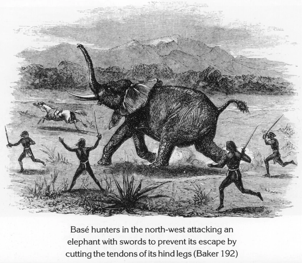 Basé hunters in the north-west attacking an elephant with swords to prevent its escape by cutting the tendons of its hind legs (Baker 192)