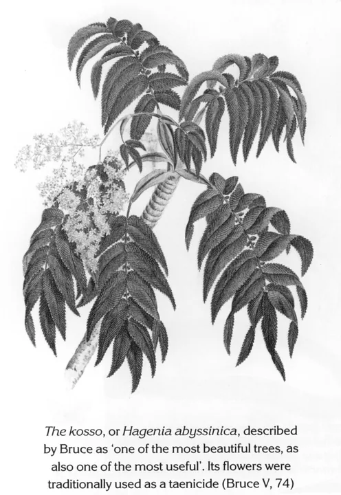 The kosso, or Hagenia abyssinica, described by Bruce as ‘one of the most beautiful trees, as also one of the most useful’. Its flowers were traditionally used as a taenicide (Bruce V, 74)