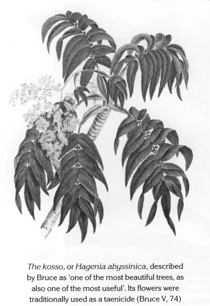The kosso, or Hagenia abyssinica, described by Bruce as ‘one of the most beautiful trees, as also one of the most useful’. Its flowers were traditionally used as a taenicide (Bruce V, 74)