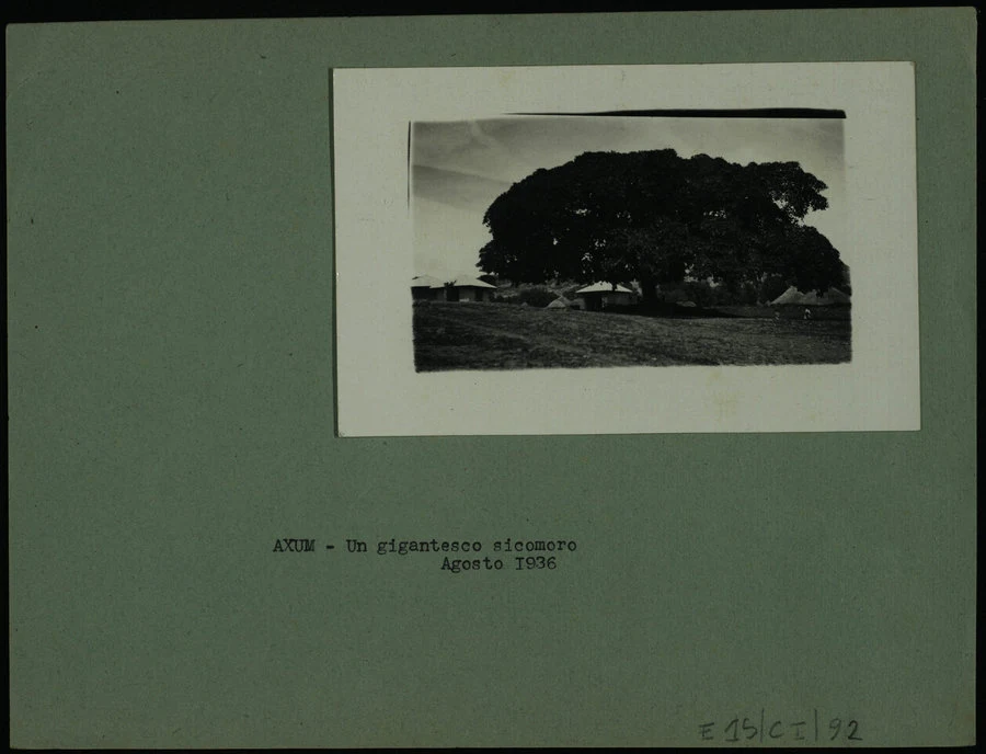 Axum. Un gigantesco sicomoro. Agosto 1936