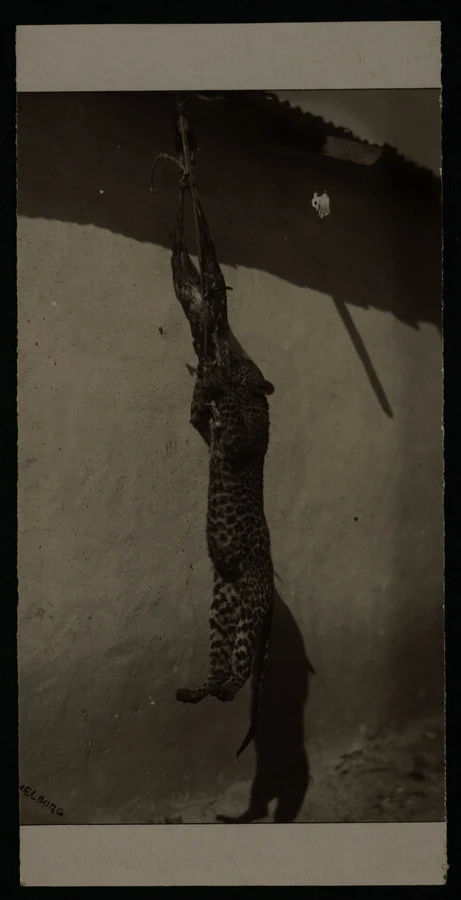 Trappola per leopardo