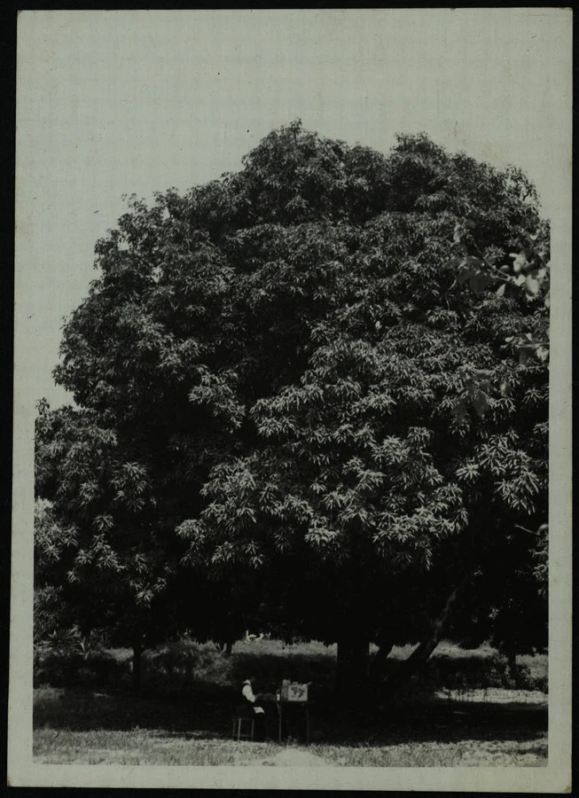 Filfil. Albero di mango. 1937