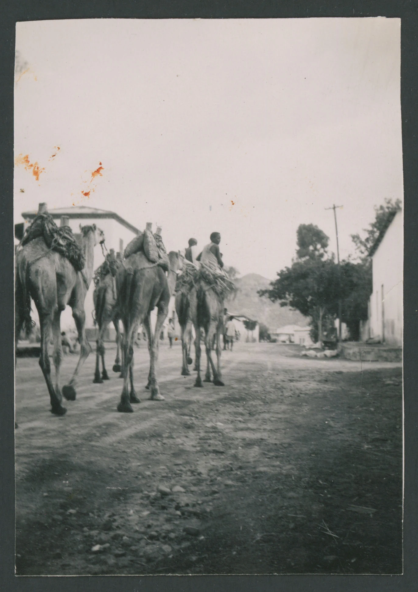 Carovana di dromedari ad Agordat in Eritrea
1 provino fotografico : gelatina a sviluppo
Titolo ricavato da nota manoscritta sul verso
Nota manoscritta sul verso: Agordat; 20
Scritta su carta fotografica sul verso: Velox