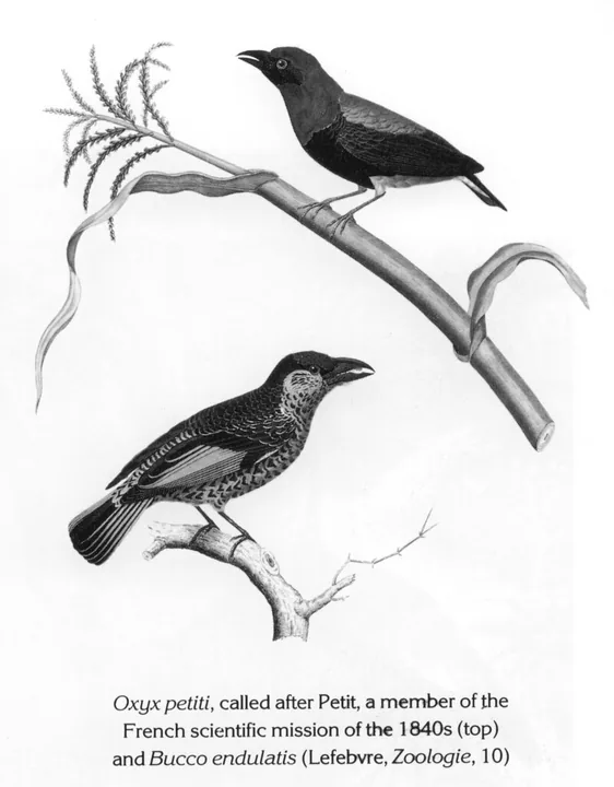 Oxyx petiti, called after Petit, a member of the French scientific mission of the 1840s (top) and Bucco endulatis (Lefebvre, Zoologie, 10)