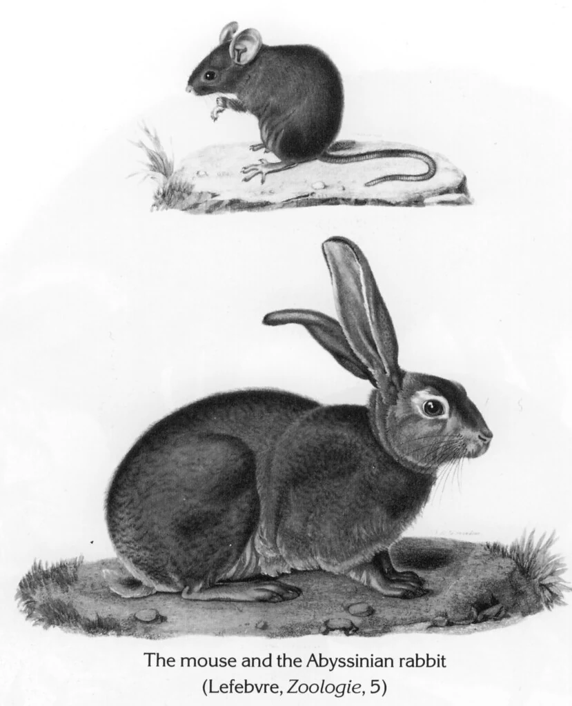 The mouse and the Abyssinian rabbit (Lefebvre, Zoologie, 5)