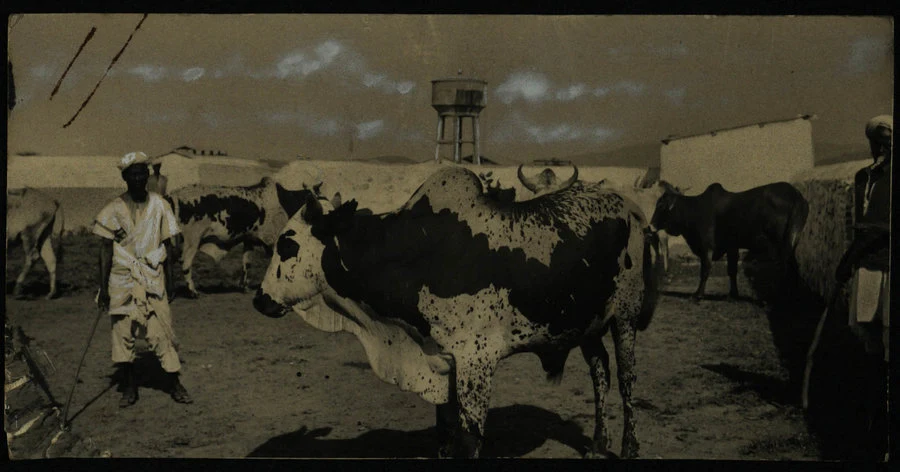 Tessenei. Concorso zootecnico eritreo. 1938