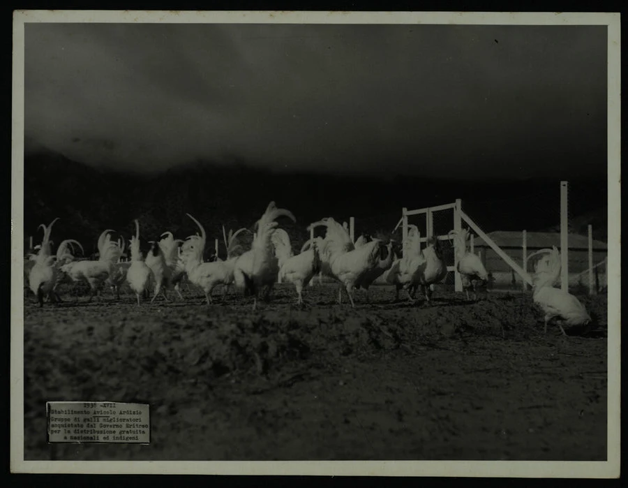 Stabilimento avicolo "Ardizio" a Mai Habar. Il campo e la stazione di bonifica. Visita di S.E. Daodiace. 1938