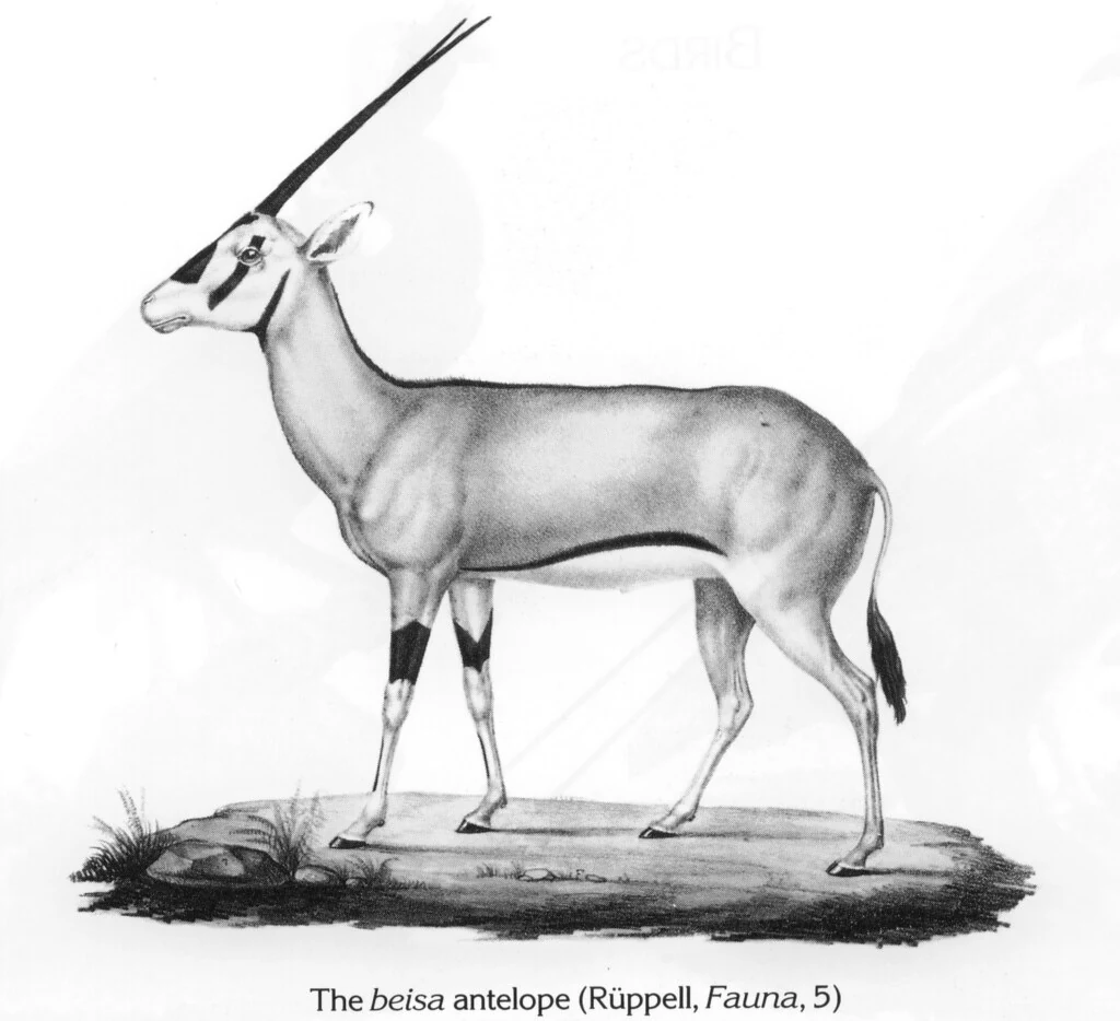 The beisa antelope (Rüppell, Fauna, 5)