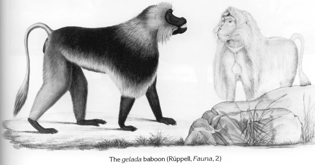 The gelada baboon (Rüppell, Fauna, 2)