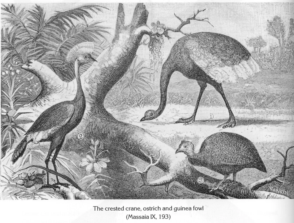 The crested crane, ostrich and guinea fowl
(Massaia IX, 193)