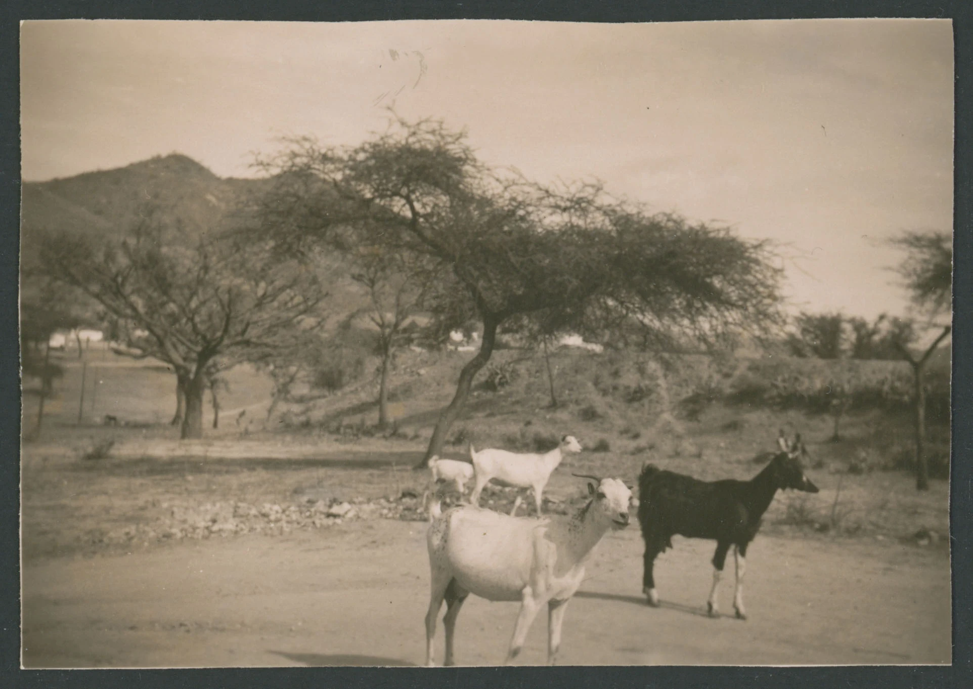 Paesaggio rurale con capre in primo piano ad Elaberet in Eritrea
1 provino fotografico : gelatina a sviluppo
Titolo ricavato da nota manoscritta sul verso
Nota manoscritta sul verso: Elaberet