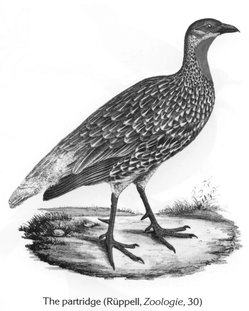 The partridge (Rüppell, Zoologie, 30)
