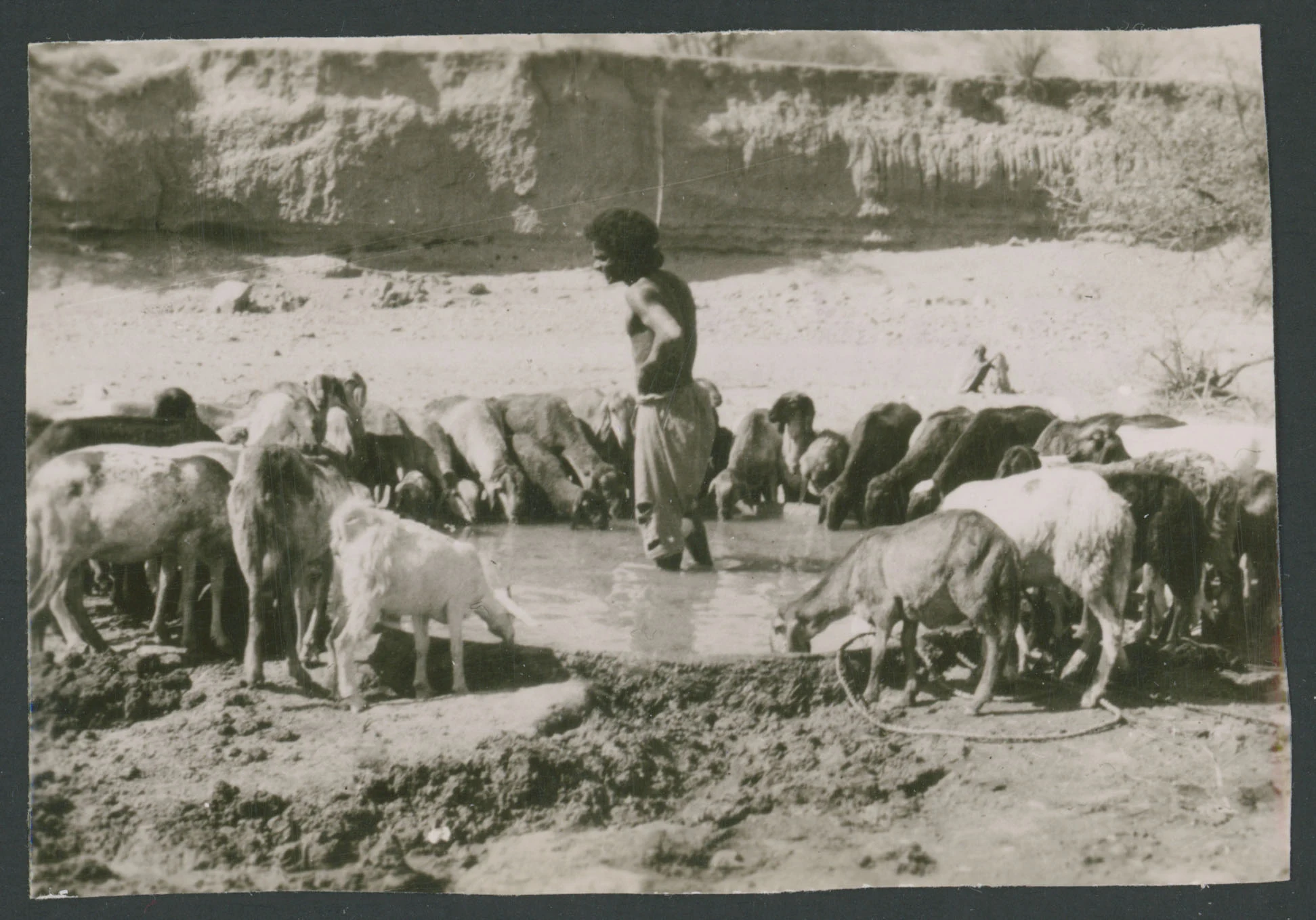 Un pastore con delle pecore che si abbeverano ad una pozza d'acqua ad Agordat in Eritrea
1 provino fotografico : gelatina a sviluppo
Titolo ricavato da nota manoscritta sul verso
Nota manoscritta sul verso: Agordat; 7
Scritta su carta fotografica sul verso: Velox
