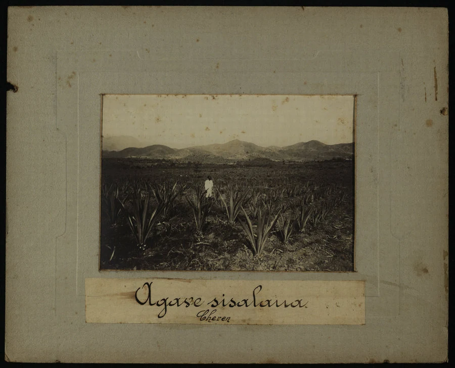 Cheren, Ghinda, Asmara. Piante di agave sisalana, e lavoro di sfibratura.