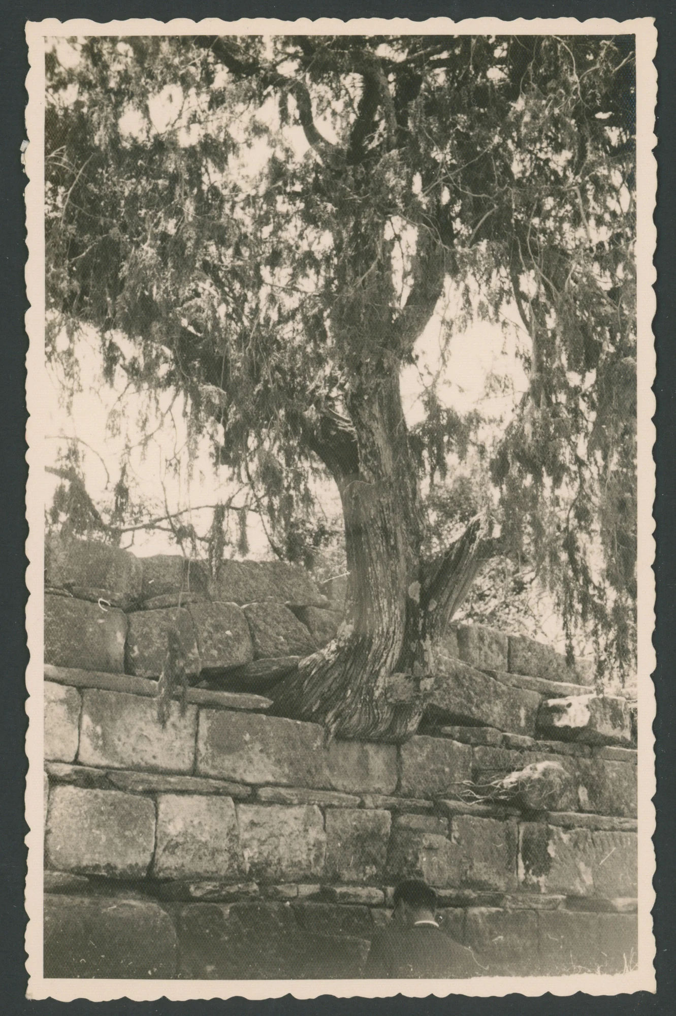 Albero cresciuto su un muro di mattoni in Eritrea
1 fotografia : gelatina a sviluppo
Titolo attribuito dal catalogatore
Timbro sul verso: Neg. E. Lusvardi Riproduzione vietata