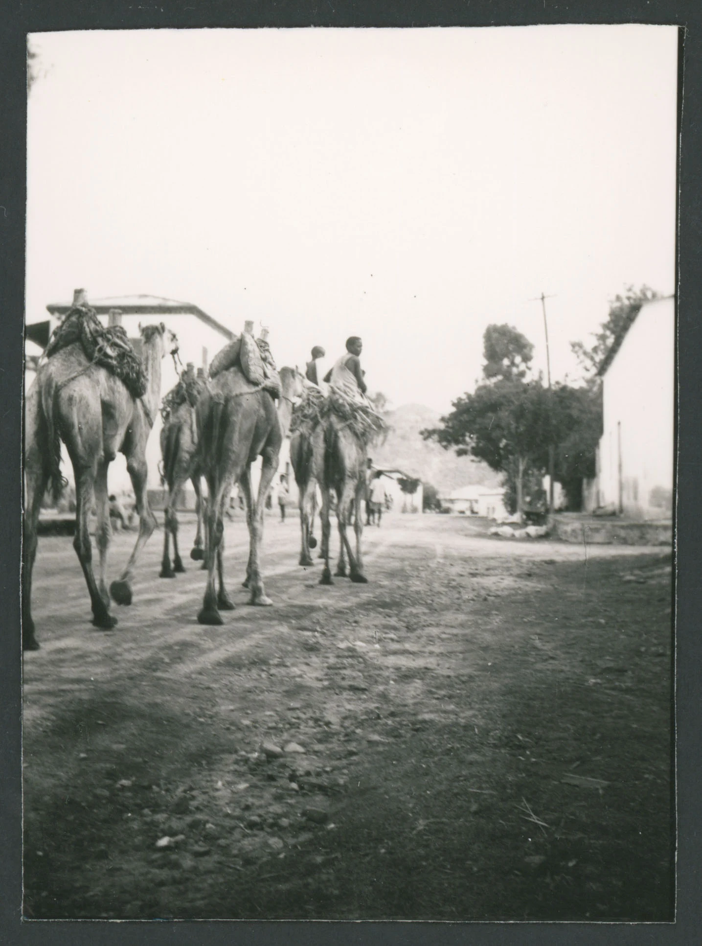 Carovana di dromedari ad Agordat in Eritrea
1 provino fotografico : gelatina a sviluppo
Titolo attribuito dal catalogatore, desunto da foto 189