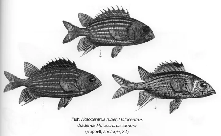 Fish: Holocentrus ruber, Holocentrus diadema, Holocentrus samora (Rüppell, Zoologie, 22)