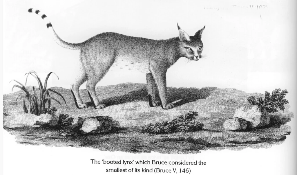 The 'booted lynx' which Bruce considered the smallest of its kind (Bruce V, 146)