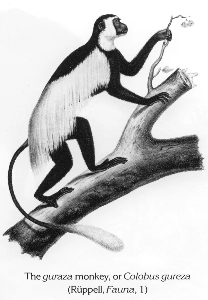 The guraza monkey, or Colobus gureza (Rüppell, Fauna, 1)