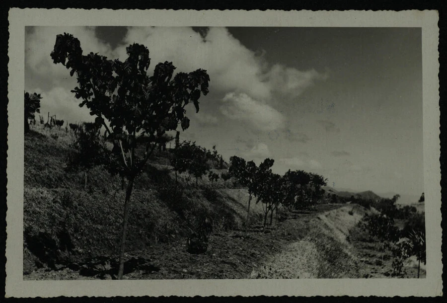 Faghenà, Aleurites cordata e Fordii.Sett. 1939